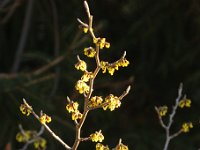 Hamamelis Lombards Weeping FALSCH 2015 02 07 3060